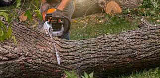 How Our Tree Care Process Works  in  Oak Island, NC