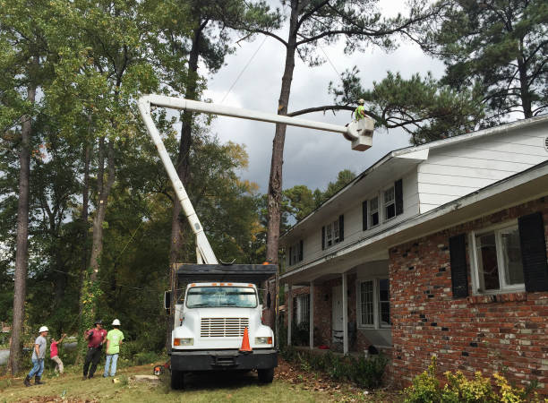 Oak Island, NC Tree Care Company