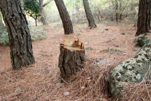 Best Tree Preservation Services  in Oak Island, NC