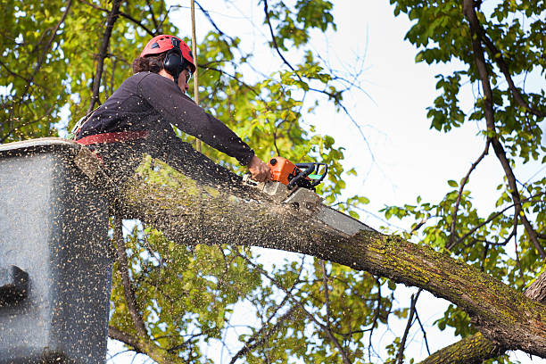 Best Tree Preservation Services  in Oak Island, NC