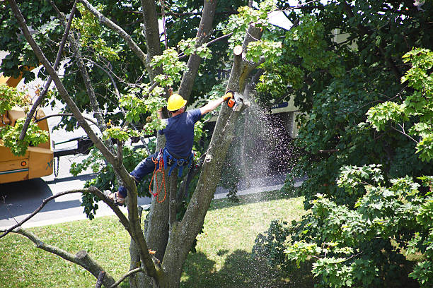Lawn Renovation and Restoration in Oak Island, NC